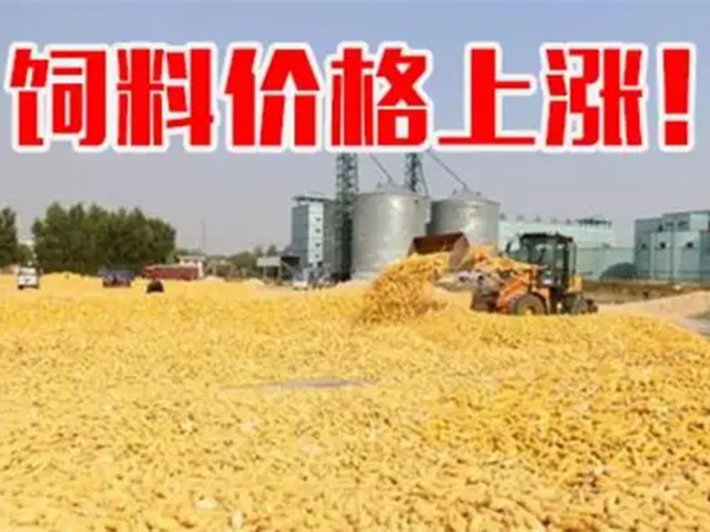 ںϼ۸ٴǣϳҲп࣡ﶬҪԵø