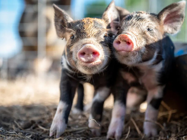 нҪμ⼸Ҫ㣡