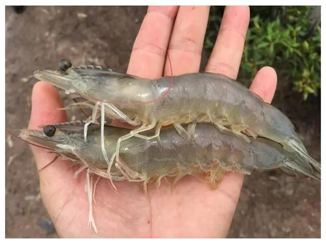 ϺֳʲôʱҪЩϺҪһҪղأ